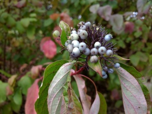 Nexus-6P-Camera-Review3