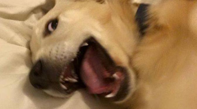 Wesley A Cute Dog that Wearing Braces 2