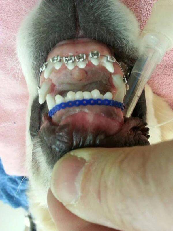 Wesley A Cute Dog that Wearing Braces 3