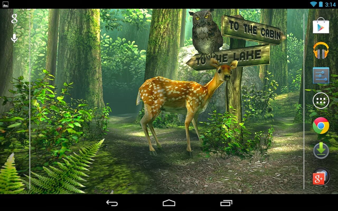 Forest Live