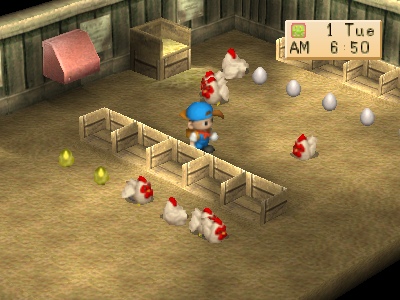 animal_chickens