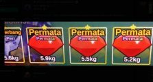 Ruby Gemstone Fish It Guide, Location & Where to Get!