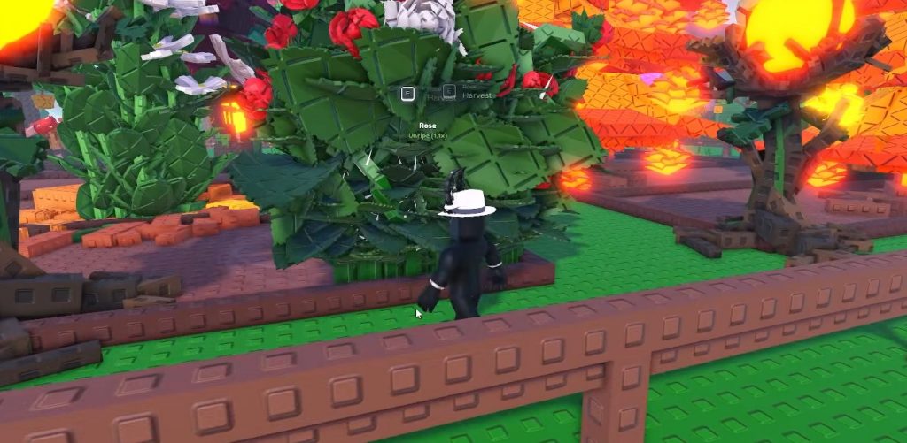 Cabbage Garden Horizons Bug, Is It Good?